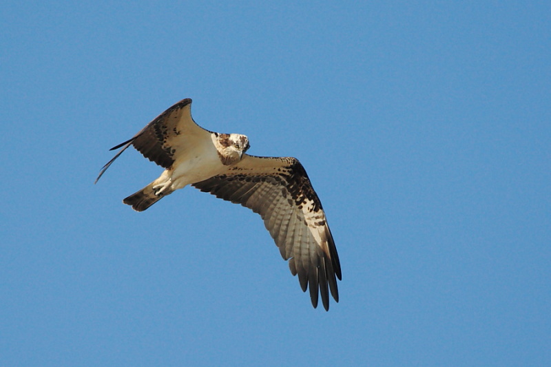 Falco pescatore